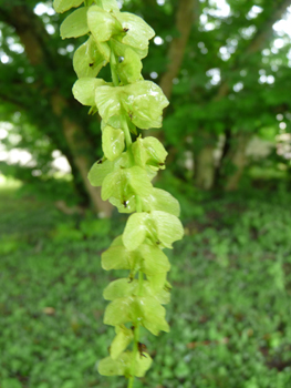 Inflorescence en châtons vert jaunâtres pendants. Agrandir dans une nouvelle fenêtre (ou onglet)